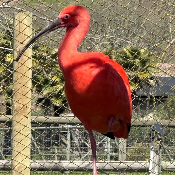 Meet your Posher, MoJo - Picture 12 of 13